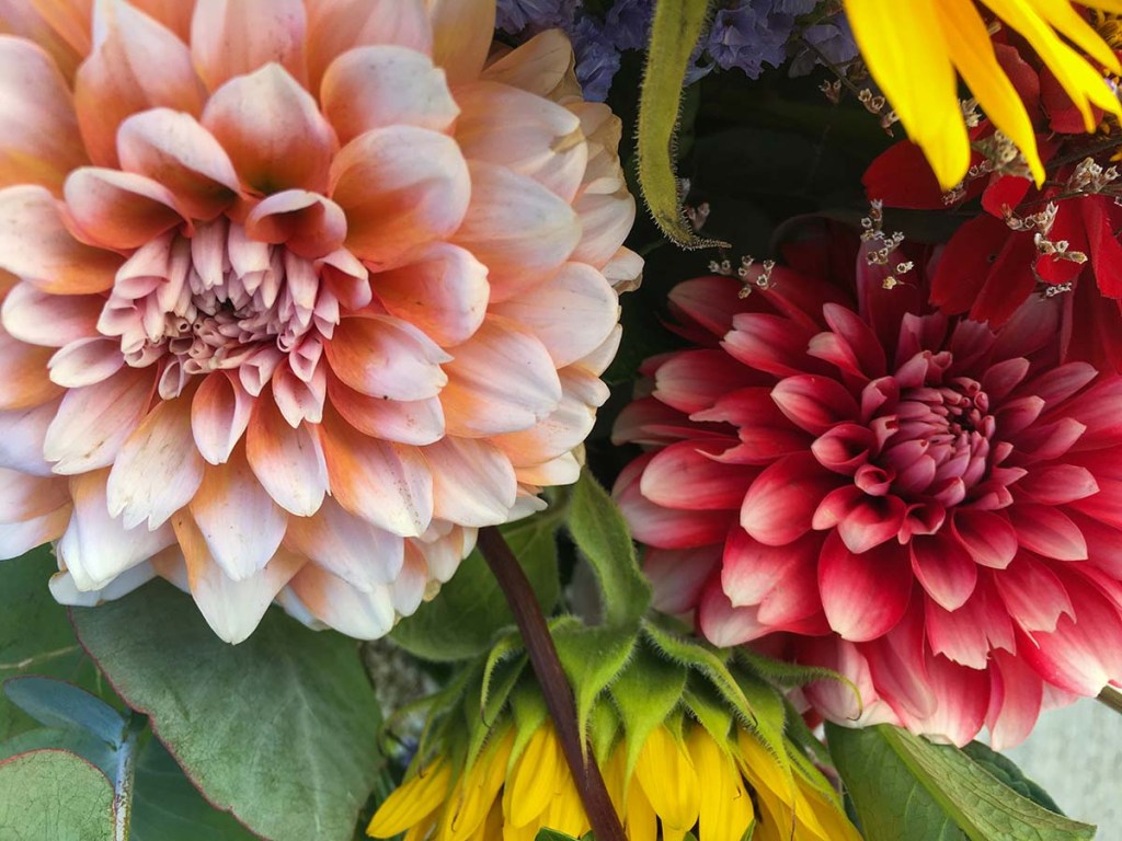 Dahlia Bouquet from the Tigard Farmers Market