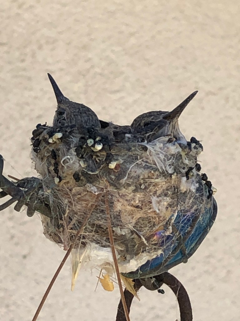 2 baby Anna's Hummingbird babies almost 2 weeks old.