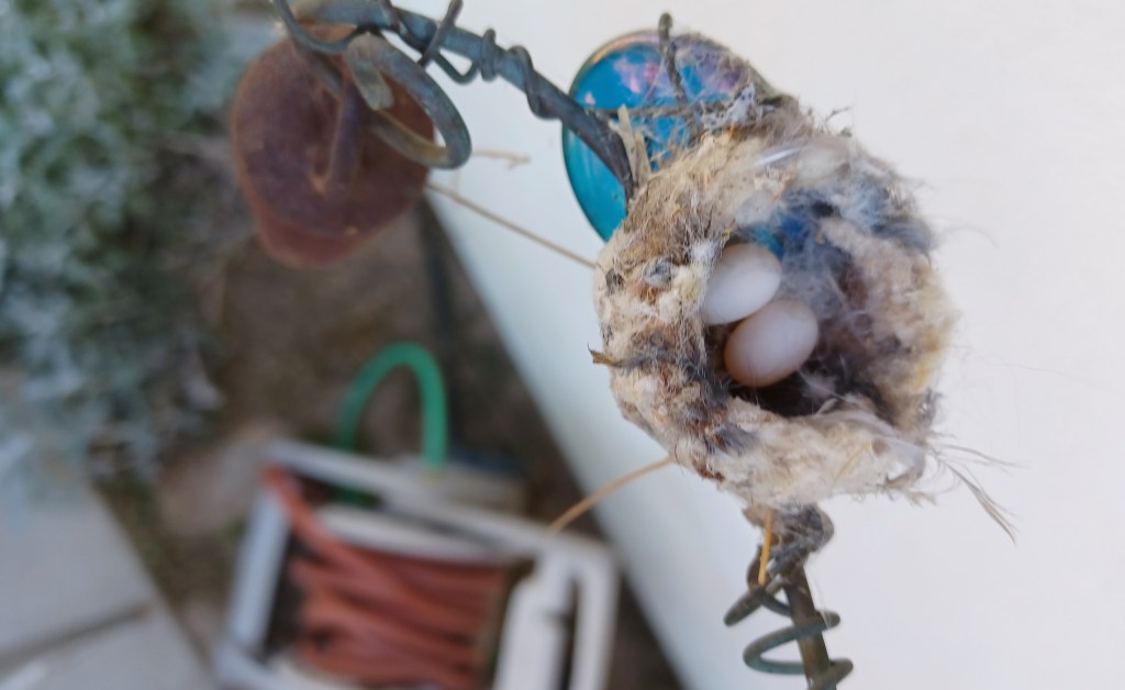 2 hummingbird eggs in the basket