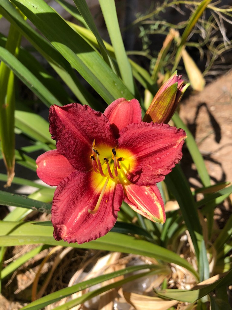 Bright new Day Lily