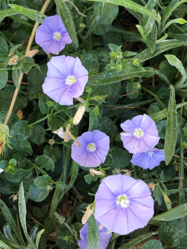Morning Glory Ground Cover