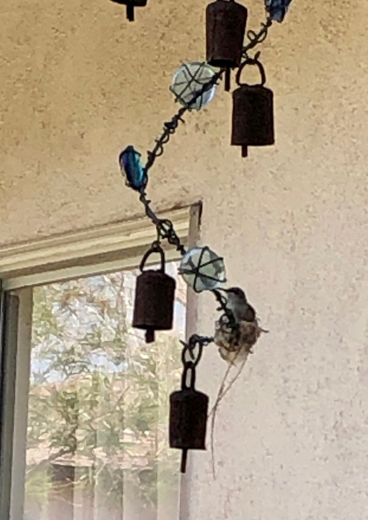 The wind chime that mama hummingbird built her nest on. She is sitting on the nest, can you see her?