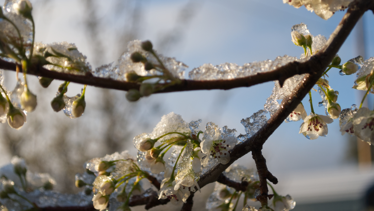 snow on blossoms by Cheryl McDonald